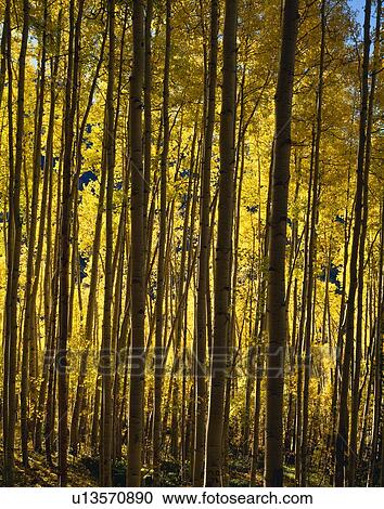 Closeup of aspen trees View Large Photo Image Stock Image - Closeup of aspen trees. Fotosearch