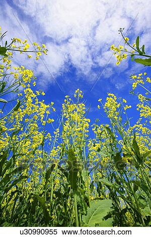 Closeup of yellow wild flowers View Large Photo Image Stock Photography - Closeup of yellow wild flowers. Fotosearch