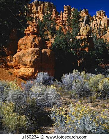 Stock Image - Colorful "hoodoo" rock formations, Red Canyon, Bryce Canyon National Park. Fotosearch