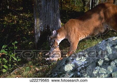 Stock Photography - Cougar carrying cub in mouth. Fotosearch