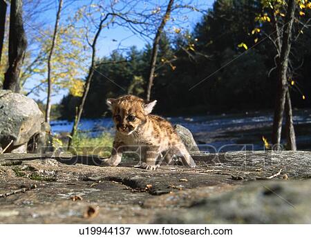 Cougar cub View Large Photo Image Stock Photo - Cougar cub. Fotosearch