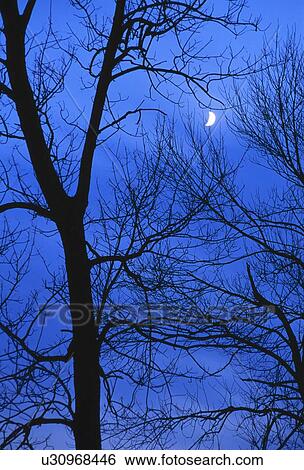 Crescent moon behind bare tree silhouette. View Large Photo Image Stock Photograph - Crescent moon behind bare tree silhouette.. Fotosearch
