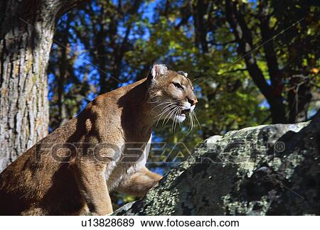 Crouching cougar on boulder View Large Photo Image Stock Photo - Crouching cougar on boulder. Fotosearch