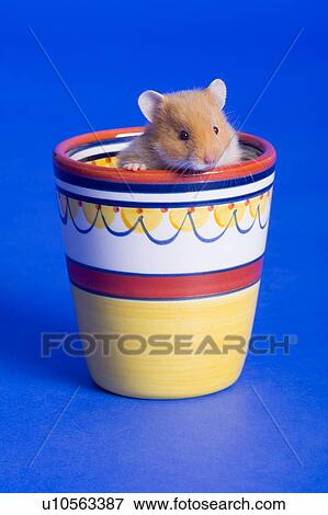 Cup 'O Hamster View Large Photo Image Stock Photo - Cup 'O Hamster. Fotosearch