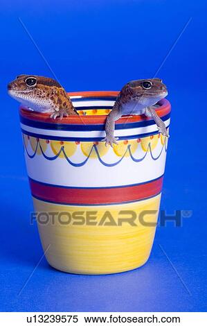 Cup 'O Lizards View Large Photo Image Stock Photography - Cup 'O Lizards. Fotosearch