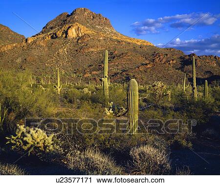 Desert landscape, Organ Pipe Cactus National Monument View Large Photo Image Stock Image - Desert landscape, Organ Pipe Cactus National Monument. Fotosearch