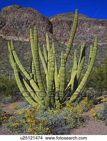 Desert landscape with organ pipe cactus and brittlebush, Organ Pipe Cactus National Monument View Large Photo Image Picture - Desert landscape with organ pipe cactus and brittlebush, Organ Pipe Cactus National Monument. Fotosearch