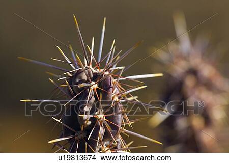 Detail of Cholla cactus View Large Photo Image Picture - Detail of Cholla cactus. Fotosearch