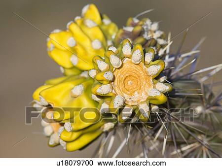 Detail of Cholla cactus View Large Photo Image Stock Image - Detail of Cholla cactus. Fotosearch