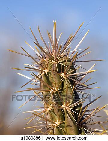 Stock Image - Detail of Cholla cactus. Fotosearch