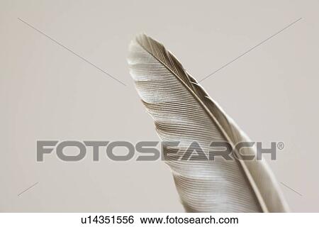 Detail of feather View Large Photo Image Stock Photograph - Detail of feather. Fotosearch