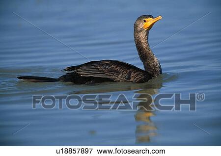 Stock Photo - Double-crested cormorant. Fotosearch