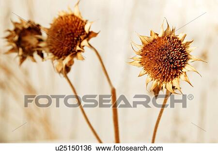 Stock Photograph - Dry flowers. Fotosearch
