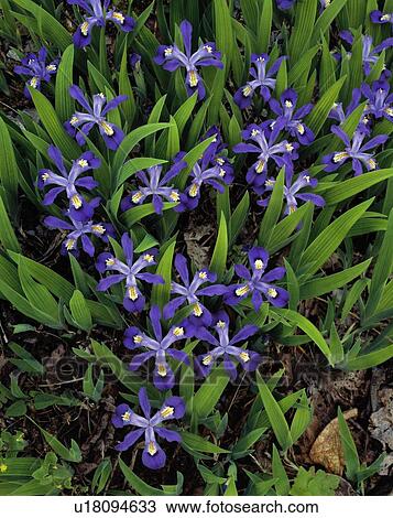 Stock Image - Dwarf crested iris wildflowers. Fotosearch