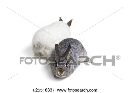 Stock Photo - Easter Bunny Rabbits. Fotosearch