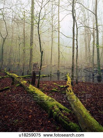 Stock Photography - Fallen, moss-covered trees, bog with mist, filtered sunlight, Cades Cove, Great Smoky Mountains National Park. Fotosearch