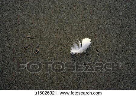 Stock Image - Feather and bird tracks on wet sand. Fotosearch