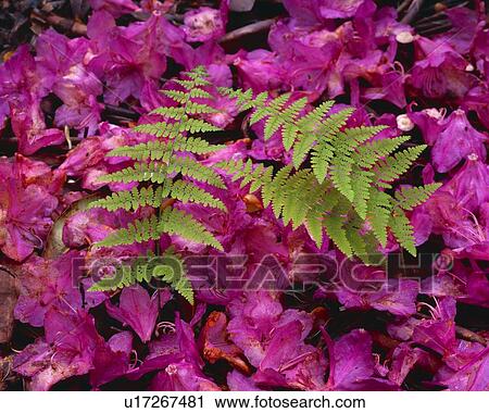 Ferns and fallen rhododendron flowers in spring View Large Photo Image Stock Image - Ferns and fallen rhododendron flowers in spring. Fotosearch
