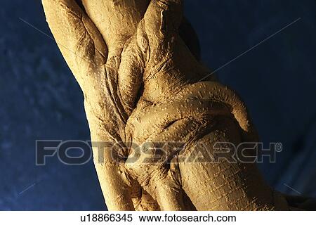 Fig tree trunk View Large Photo Image Stock Photography - Fig tree trunk. Fotosearch