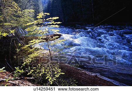 Stock Image - Fir tree in sunlight, Salmon River, Mount Hood National Forest.. Fotosearch