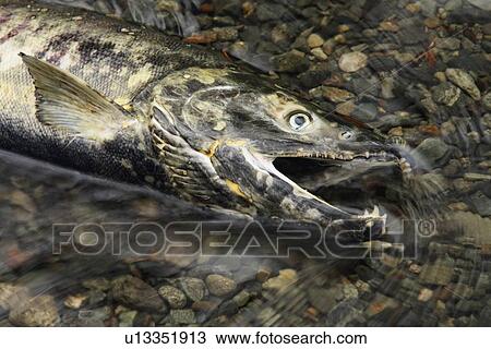 Stock Image - Fish in water. Fotosearch