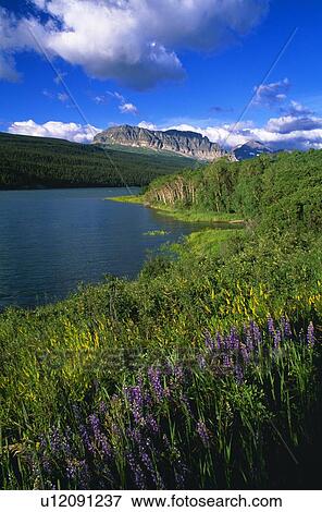 Flowers blooming, Lake Sherburne, Glacier National Park View Large Photo Image Stock Photo - Flowers blooming, Lake Sherburne, Glacier National Park. Fotosearch