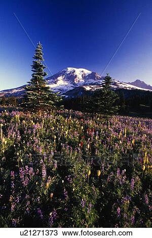 Flowers blooming, Paradise Park Valley slope, Mount Rainier National Park View Large Photo Image Stock Image - Flowers blooming, Paradise Park Valley slope, Mount Rainier National Park. Fotosearch