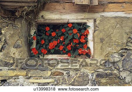 Flowers in Window View Large Photo Image Stock Photo - Flowers in Window. Fotosearch