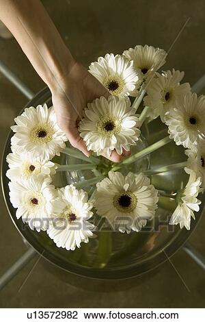Flowers on Table View Large Photo Image Stock Image - Flowers on Table . Fotosearch
