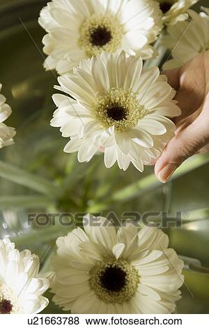 Flowers on Table with Detail View Large Photo Image Stock Photo - Flowers on Table with Detail. Fotosearch