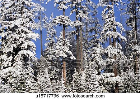 Forest in winter with frost View Large Photo Image Stock Photograph - Forest in winter with frost. Fotosearch