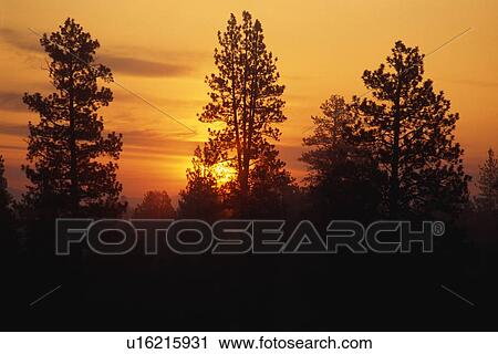 Stock Image - Forest silhouette at sunrise.. Fotosearch