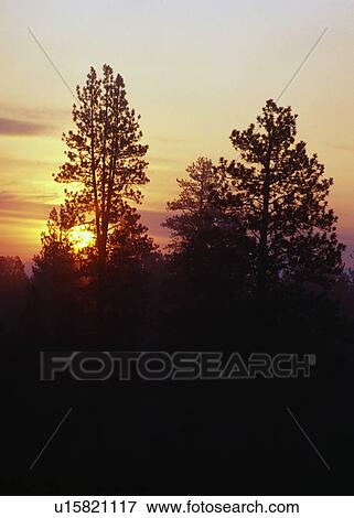 Forest silhouette, sunrise. View Large Photo Image Stock Photo - Forest silhouette, sunrise.. Fotosearch