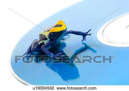 Frog on a CD View Large Photo Image Stock Image - Frog on a CD. Fotosearch