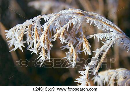 Frost on dead plant View Large Photo Image Stock Photo - Frost on dead plant. Fotosearch