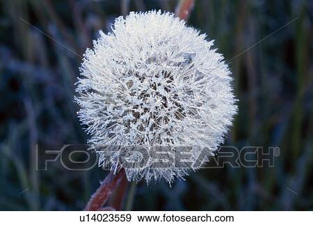 Stock Photo - Frost on mature dandelion blossom. Fotosearch