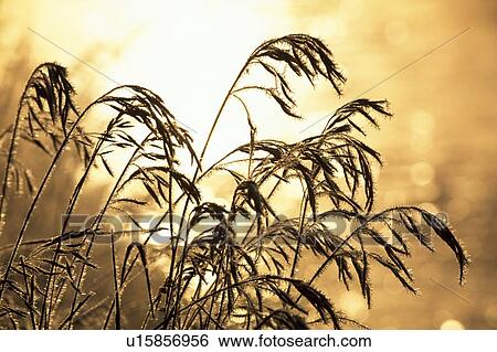 Frost on tall grass View Large Photo Image Stock Photograph - Frost on tall grass. Fotosearch