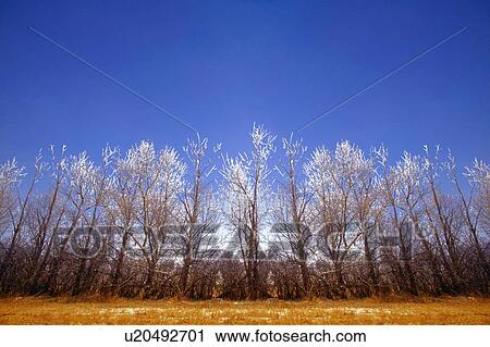 Frosty trees View Large Photo Image Stock Image - Frosty trees. Fotosearch