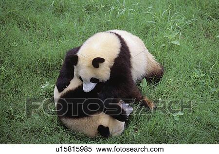 Giant Panda Bears View Large Photo Image Stock Photography - Giant Panda Bears. Fotosearch