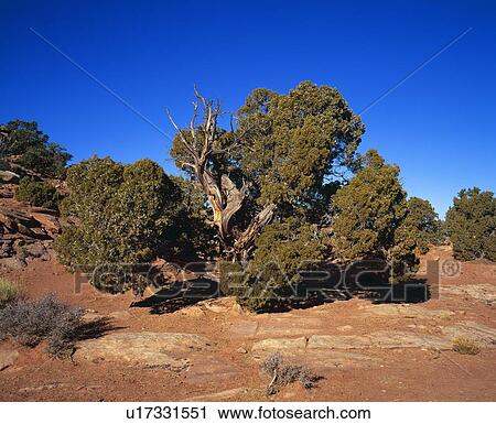 Gnarled cedar tree View Large Photo Image Stock Image - Gnarled cedar tree. Fotosearch