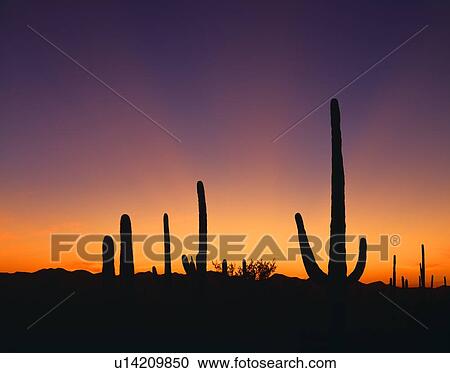 Golden rays from the setting sun, cacti silhouettes, Saguaro National Park View Large Photo Image Stock Image - Golden rays from the setting sun, cacti silhouettes, Saguaro National Park. Fotosearch