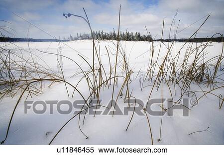 Grass in snow View Large Photo Image Stock Photography - Grass in snow. Fotosearch