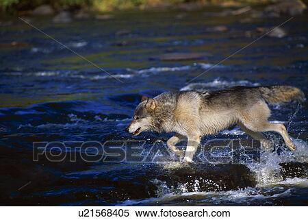 Gray wolf crossing river View Large Photo Image Stock Photography - Gray wolf crossing river. Fotosearch