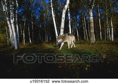 Stock Image - Gray wolf. Fotosearch
