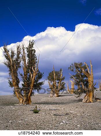 Grove of bristlecone pine trees, world's longest-lived species, Inyo National Forest View Large Photo Image Stock Image - Grove of bristlecone pine trees, world's longest-lived species, Inyo National Forest. Fotosearch