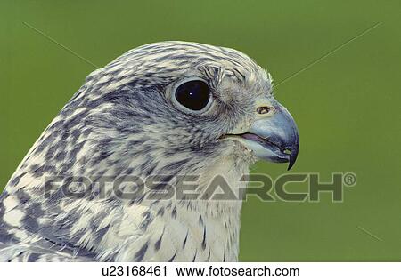 Stock Image - Gyr Falcon. Fotosearch