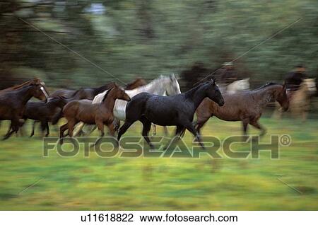 Stock Image - Herd of horses. Fotosearch