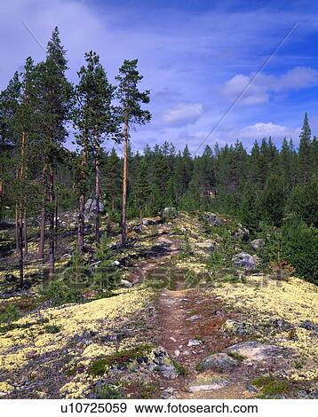 Hiking path and mossy rocks in Norway's Telemark region View Large Photo Image Stock Photo - Hiking path and mossy rocks in Norway's Telemark region. Fotosearch