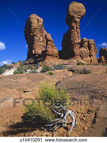 Hoodoo redrock formations, Mormon tea plant, Arches National Park View Large Photo Image Stock Image - Hoodoo redrock formations, Mormon tea plant, Arches National Park. Fotosearch