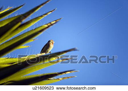 House finch perched on yucca against blue sky View Large Photo Image Stock Image - House finch perched on yucca against blue sky. Fotosearch